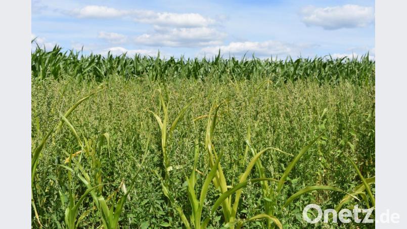 In einem Feldabschnitt hat Michael Speckner aus Gößenreuth auf jede Form von Pflanzenschutz verzichtet. Bild: rgr