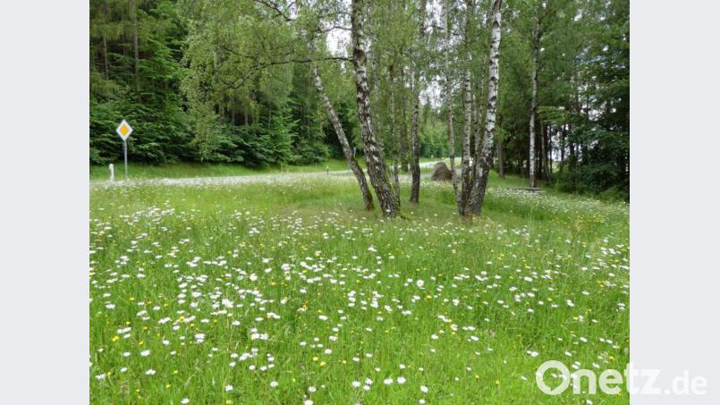 Margeritenpracht am Parkplatz an der Kreisstraße TIR 25, Zufahrt nach Motzersreuth. Bild: Landratsamt Tirschenreuth/Manuela Pappenberger/exb