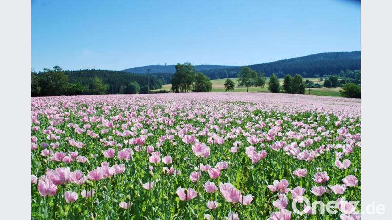 Das Mohnfeld bei Altmugl mit Blick auf den Tillenberg Bild: enz