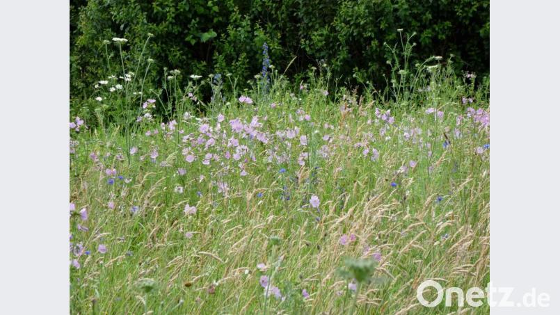 Schmetterlings- und Wildbienensaum an der Kreisstraße TIR 22 bei Mitterteich. Bild: Landratsamt Tirschenreuth/Manuela Pappenberger/exb