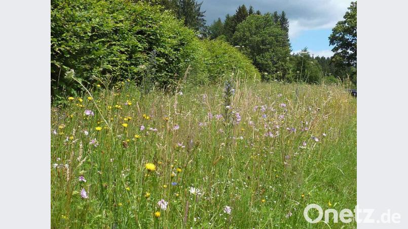 Die Tiefbauabteilung des Landkreises zeigt ein Herz für Bienen, Hummeln &amp; Co. Hier ist ein Blühstreifen des Landkreises Tirschenreuth an der Kreisstraße TIR 21 bei Aign (Gemeinde Kulmain) zu sehen. Bild: Landratsamt Tirschenreuth/Manuela Pappenberger/exb