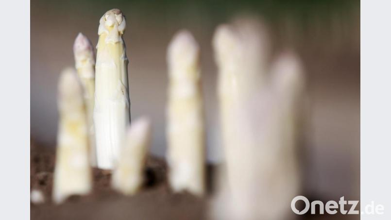 Spargel schaut aus dem Erdwall heraus. Symbolbild: Roland Weihrauch/dpa