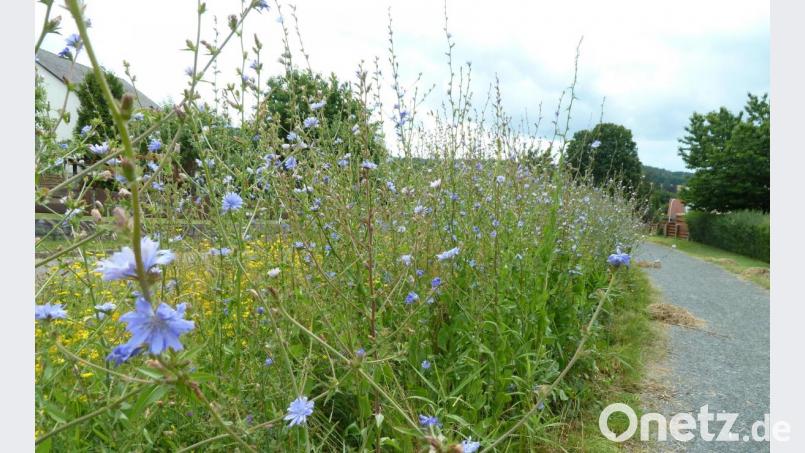 Blaue und gelbe Blüten fallen am Bayerisch-Böhmischen-Freundschaftsweg im Bereich der Nunzenrieder Straße ins Auge. Der Bauhof hat den etwa 60 Meter langen Blühstreifen im Frühjahr angesägt. Wie der Bürgermeister in der Sitzung des Bauausschusses informiert, soll es ab 2021 noch weitere davon geben. Bild: Portner