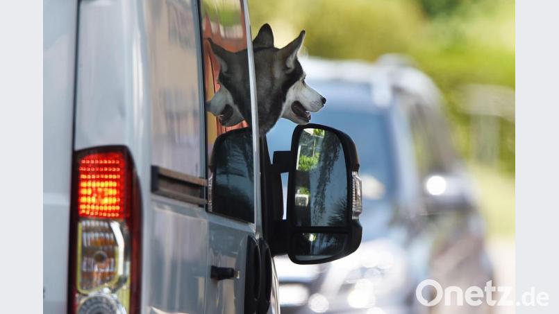 Der Hund im Auto: Das wird auf Parkplätzen an heißen Tagen zum Problem. In Flossenbürg gab es deshalb nun einen Polizeieinsatz. Symbolbild: Felix Kästle/dpa