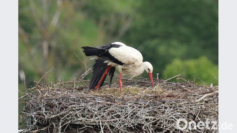 Die Störchin ist als einzige im Horst im Stadtgraben Nord von der Pleysteiner Storchenfamilie 2020 übriggeblieben. Der männliche Storch ist tot aufgefunden worden, und die drei Jungstörche, die im Mai den Eiern entschlüpft waren, haben ebenfalls nicht überlebt. Bild: tu