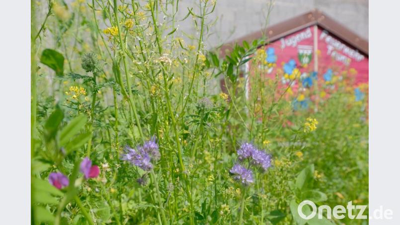 Mitten im Ort ist ein bunter Lebensraum für Insekten entstanden mit dem liebevoll gestalteten Bienenhaus im Hintergrund. Bild: tkr