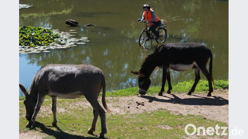 Die Bilder wurden am 22.07.20 in Wüstenau bei Hahnbach bei einer Radtour geknipst. Mein Navi hat funktioniert. Ich bin nicht im Weiher gelandet. Bild: Jürgen Grünthaler