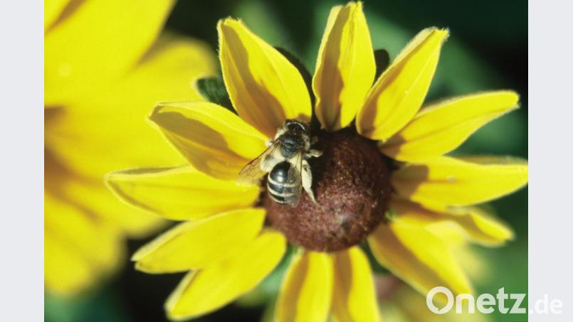Eine Sandbiene hat sich auf der Blüte des Sonnenhuts niedergelassen. Bild: Günter Reif/exb