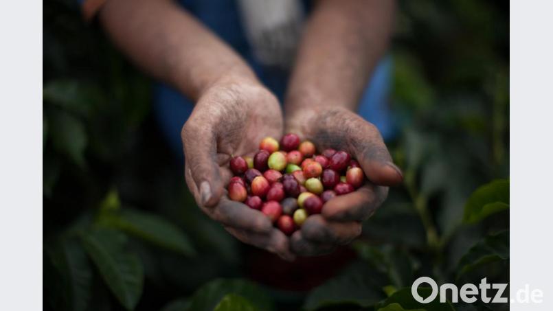 Frisch gepflückte Kaffeekirschen: Kaffee ist ein Spekulationsgut, wird an der Börse gehandelt und unterliegt starken Schwankungen. Oft ist der Preis so niedrig, dass die Kaffeebauern damit nicht einmal ihre Produktionskosten decken können. Bild: Sean Hawkey/exb