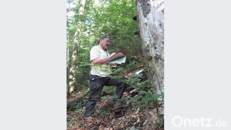 Forstamtsrat Johannes Bradtka vom Forstrevier Kemnath bei der Erfassung von Flechten. Viele gefährdete Flechtenarten sind auf das Vorkommen von Totholz und alten Biotop-Bäumen existenziell angewiesen. Bild: exb/A. Schiener