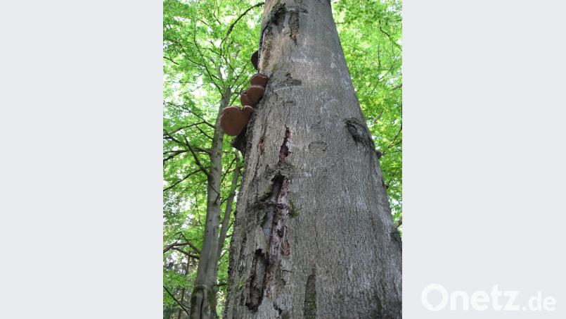 Gerade weil dieser Baum nicht makellos ist, kann er zum Hotspot der Biodiversität werden. Bild: exb/Johannes Bradtka