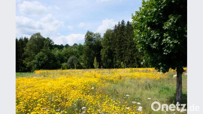Blühwiesen der Stadt schärfen das Bewusstsein für die heimische Artenvielfalt. Bild: do