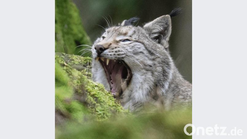 Ein Luchs im Bayerischen Wald. Symbolbild: Boris Roessler/dpa