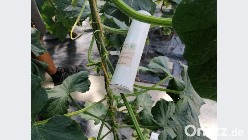 Die Insekten zum Aus-der-Dose-Schütteln setzt Gärtner Florian Sturm ein, um Schädlinge von seinen Pflanzen fernzuhalten. Pflanzenschutzmittel kommen bei ihm nicht in die Tüte. Bild: wpt