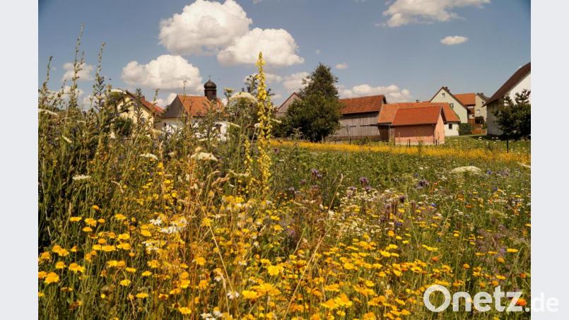Die Blumenwiese von Johann Beer wächst und gedeiht. Im Hintergrund ist die Dorfkapelle Denkenreuth zu sehen. Bild: Johann Beer/exb