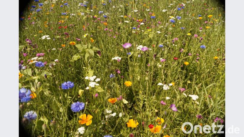 Die prächtig blühende Blumenwiese bei Johann Beer in Denkenreuth. Bild: Johann Beer/exb