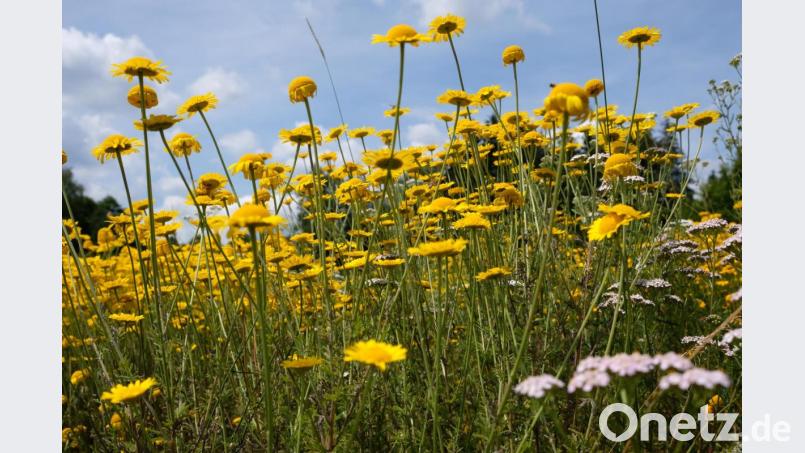 Zur Artenvielfalt des Oberseegebietes gehört auch ein farbenfrohes Blütenmeer. Bild: do