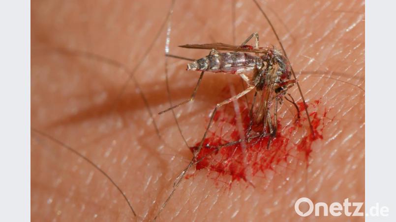 In iesem Sommer wird Deutschland wieder von mehr Mücken heimgesucht, als in den vergangenen zwei Jahren. Bild: Patrick Pleul