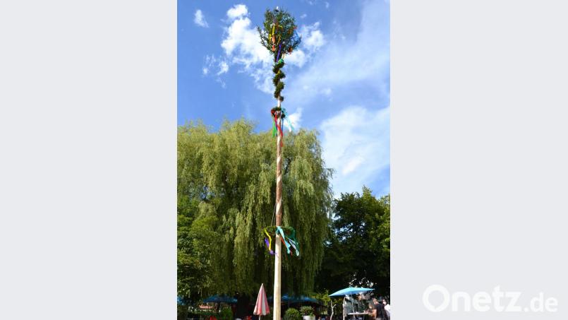 Es gab Jahre, in denen der Raigeringer Kirwa-Baum über 40 Meter hoch war. Heuer sind es „nur“ 14 Meter. Bild: tk