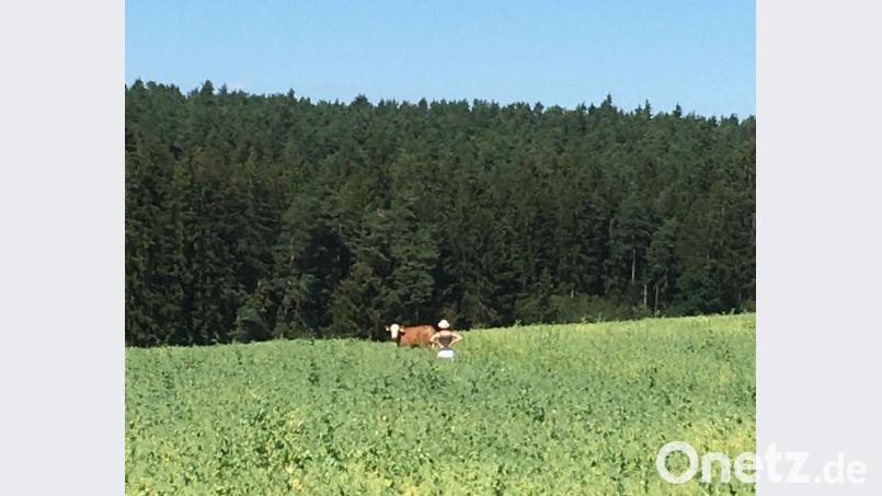 Bei Thanheim war der Ausflug der entlaufenen Kuh schließlich beendet. Bild: exb