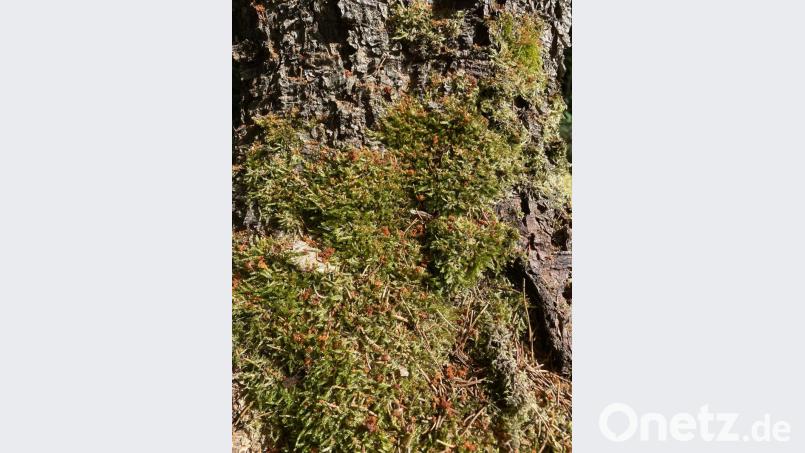 Die Schäden durch den Käferbefall der Bäume sind unübersehbar. Bild: exb