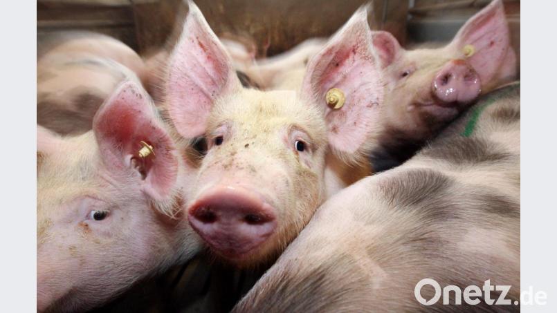 Die Grünen fordern bessere Bedingungen für die Haltung von Schweinen auf bayerischen Bauernhöfen. Bild: Friso Gentsch/picture alliance/dpa