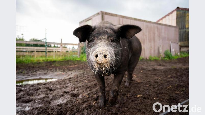 Das bei Instagram bekannt gewordene Angler Sattelschwein Bobby steht auf dem Bioland Hof Sonnenschein. Bild: Mohssen Assanimoghaddam/dpa