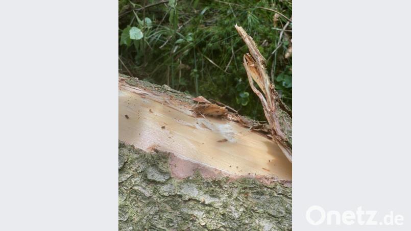 Die Schäden durch den Käferbefall der Bäume sind unübersehbar. Bild: exb