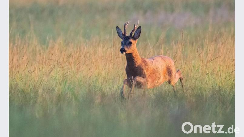 Hunde haben in Zirndorf (Kreis Fürth) drei Rehe, darunter zwei Kitze, gerissen. Symbolbild: Julian Stratenschulte/dpa