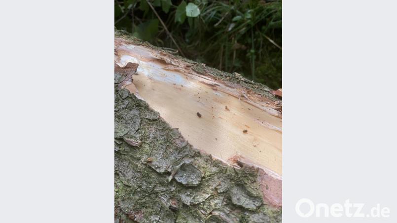 Die Schäden durch den Käferbefall der Bäume sind unübersehbar. Bild: exb
