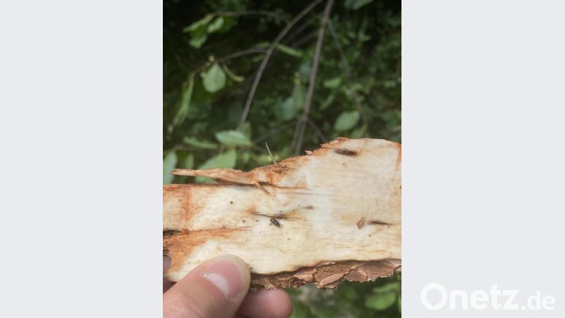 Die Schäden durch den Käferbefall der Bäume sind unübersehbar. Bild: exb