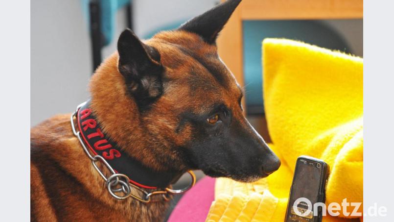 Speziell ausgebildete Hunde können auch Corona-Infektionen erschnüffeln. Bild: Matthias Hiekel/dpa