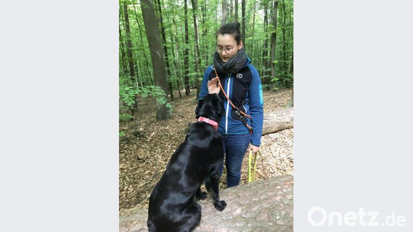 Labrador Aika machte Studentin Charlotte Hornung aus Amberg auf einen bewusstlosen Radfahrer aufmerksam. Bild: exb