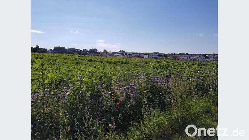 Noch ist die Erschließung des zweiten Bauabschnitts des Baugebiets &quot;Sommerwiesen&quot; in Vohenstrauß nicht abgeschlossen. Die Stadt bereitet aber bereits den nächsten Abschnitt mit 27 Parzellen vor. Bild: ck