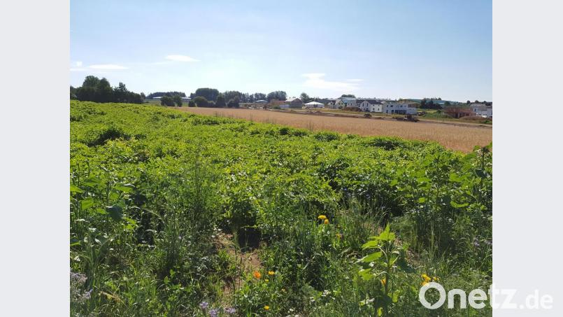 Noch ist die Erschließung des zweiten Bauabschnitts des Baugebiets &quot;Sommerwiesen&quot; in Vohenstrauß nicht abgeschlossen. Die Stadt bereitet aber bereits den nächsten Abschnitt mit 27 Parzellen vor. Bild: ck