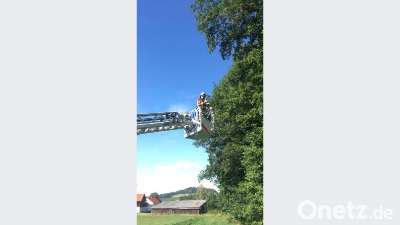Mit der Drehleiter retteten die Kräfte der Feuerwehr Kemnath die Katze aus dem Baum. Bild: mde