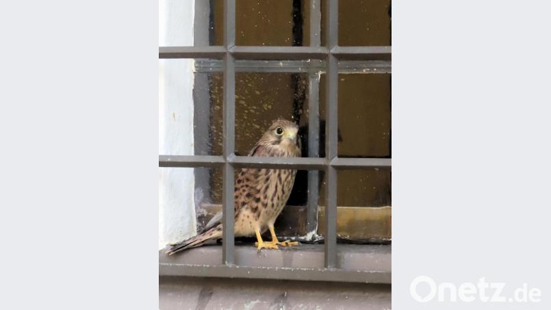 Hier ist der Turmfalke noch in seinem &quot;Gefängnis&quot; hinter einem Gitter neben dem Eingang zur Waidhauser Pfarrkirche. Bild: tu