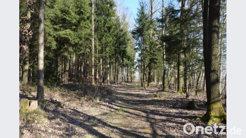 Barrierefrei ausbauen wird der Konnersreuther Ring ein etwa 650 Meter langes Teilstück des Waldbesinnungspfades „Resl von Konnersreuth“. Es handelt sich um die Strecke vom Parkplatz bis zur Kapelle. Bild: jr