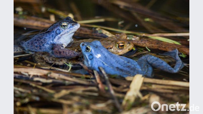 Nur während der Paarungszeit sind die Männchen des Moorfrosches blau gefärbt. Mit dieser auffälligen Färbung versuchen sie, Weibchen anzulocken. Bild: Jens Büttner/dpa