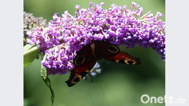 Ein Tagpfauenauge hat sich auf den Blüten eines Schmetterlingsstrauchs niedergelassen. Bild: Andreas Royer