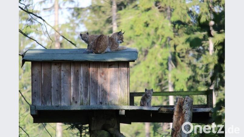 Luchse am Baumhaus. Bild: Wildpark/exb