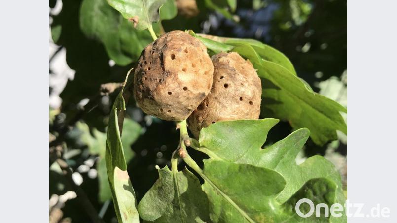Galläpfel an einer Eiche. Diese Pflanzengallen findet man auch abgefallen als unansehnliche schwarze Klumpen unter den Bäumen. Bild: za