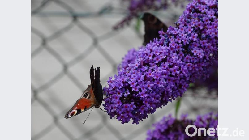 Sommerflieder Bild: Houschka