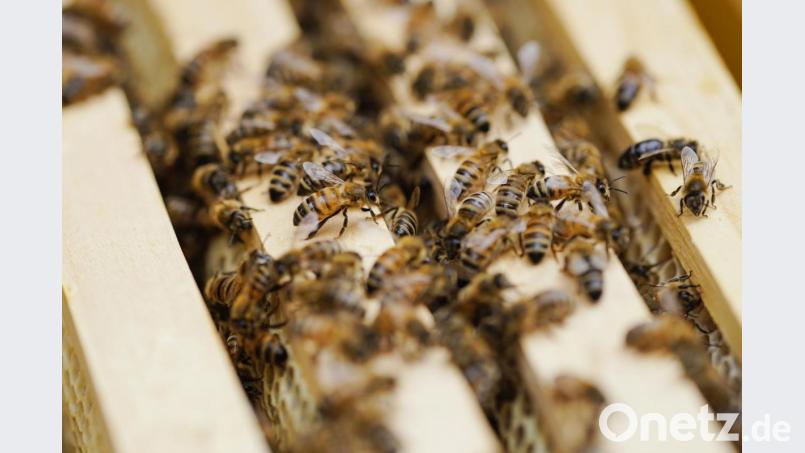 Honigbienen gelten als Haustiere, denn ohne die Hilfe und Fürsorge des Menschen wären sie aufgeschmissen. Archivbild: Uwe Anspach/dpa