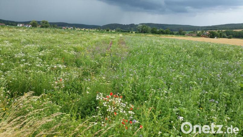 Wie bei dieser Blühfläche in der Pretrzabrucker Au ist auf allen Flächen heuer ein üppiger Bestand, mit der jahreszeitlich entsprechenden Blütenpracht und mit dementsprechend starken Besatz an Insekten aller Art. Bild: M. Beer/exb