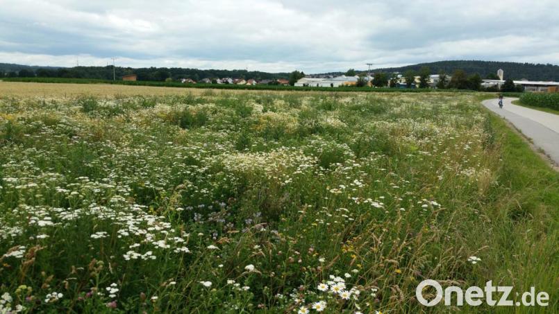 Wie bei dieser Blühfläche bei Ettmannsdorf (Stadt Schwandorf) ist auf allen Flächen heuer ein üppiger Bestand mit jahreszeitlich entsprechender Blütenpracht und mit dementsprechend starken Besatz an Insekten aller Art. Bild: M. Beer/exb