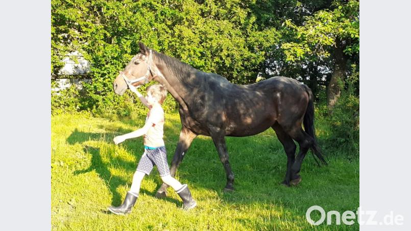 Seit fast 30 Jahren lebte die Stute Désirée auf dem Hof der Familie Böhm in Hötzelsdorf bei Freudenberg. Enkel Johannes führte sie gerne auf die Koppel. In der Nacht von Montag auf Dienstag fügte ein Unbekannter dem Pferd so schlimme Verletzungen zu, dass es eingeschläfert werden musste. Bild: privat/exb
