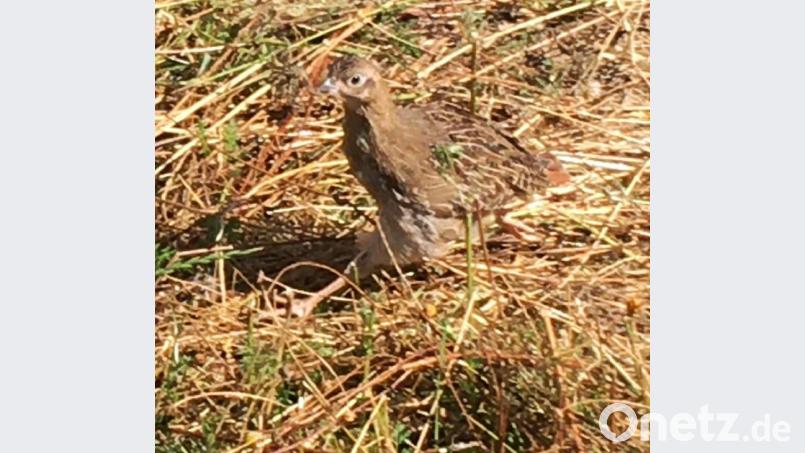 Dieses Rebhuhn traut sich zu Fuß ins Freie. Die meisten fliegen in den schützenden Blühstreifen, nach dem das Dach der Volière abgedeckt wurde. Bild: ihl