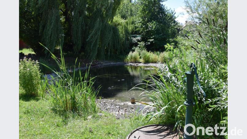 Der Pittersberger Dorfweiher, der vor Jahren noch als Feuerlöschteich gedient hat, ist schon ein idyllische Plätzchen. Er wird gepflegt und gehegt. Aber die geringe Wasserzufuhr und die Algenbildung machen dem Gewässer zu schaffen. Bild: bö