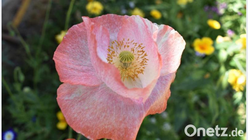 Mohnblumen müssen nicht immer knallrot sein. Bild: rgr